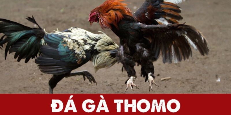 Thông tin quan trọng về hình thức đá gà Thomo