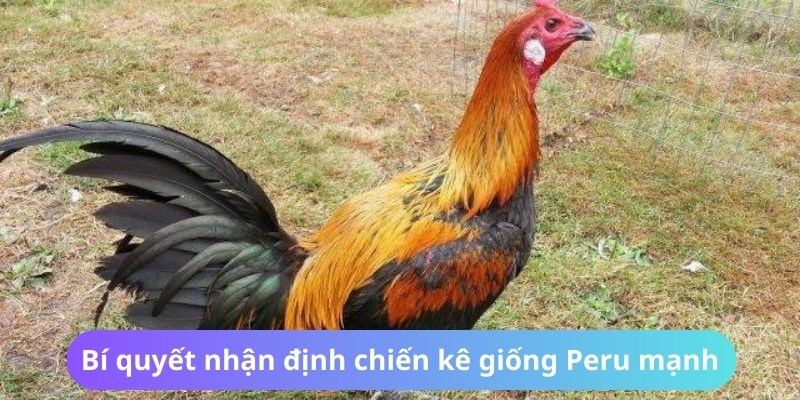 Cách nhận biết sức mạnh của chú gà Peru